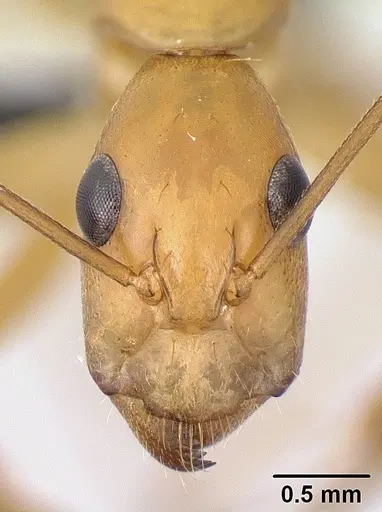 Camponotus mixtellus specimen CASENT0132606 image casent0132606_2