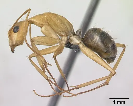 Camponotus mixtellus specimen CASENT0132606 image casent0132606_3