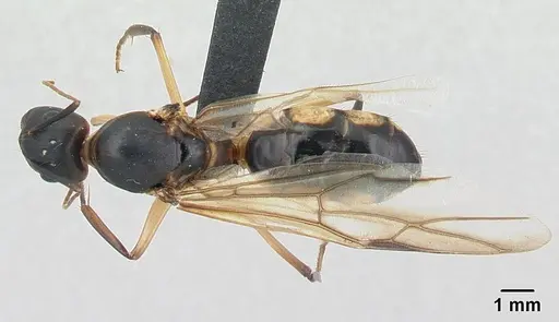 Camponotus mixtellus specimen CASENT0132927 image casent0132927_1
