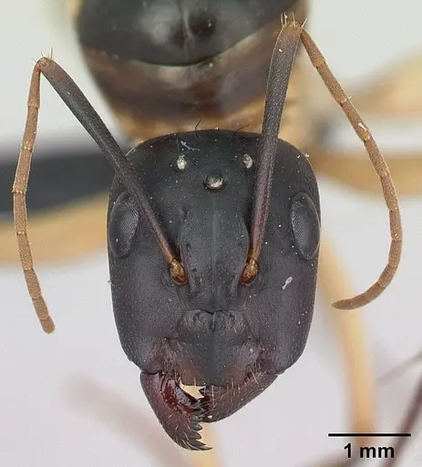 Camponotus mixtellus specimen CASENT0132927 image casent0132927_2