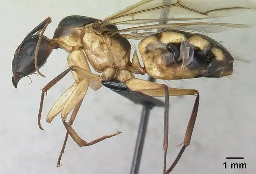 Camponotus mixtellus specimen CASENT0132927 image casent0132927_3