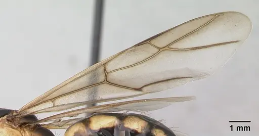 Camponotus mixtellus specimen CASENT0132927 image casent0132927_4