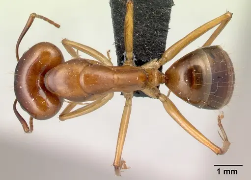 Camponotus mixtellus specimen CASENT0217296 image casent0217296_1