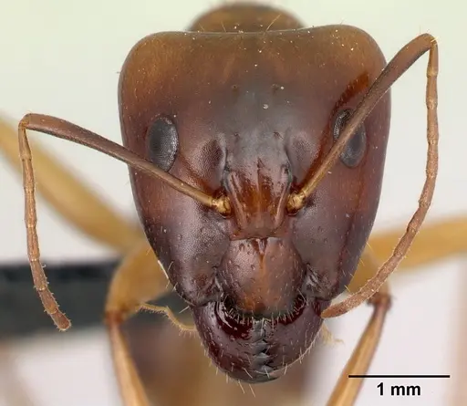 Camponotus mixtellus specimen CASENT0217296 image casent0217296_2