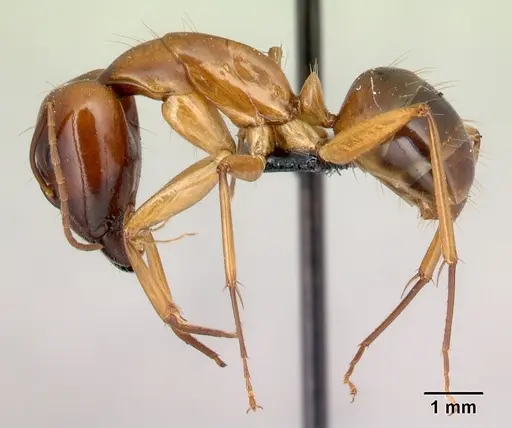 Camponotus mixtellus specimen CASENT0217296 image casent0217296_3