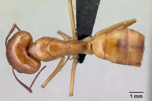 Camponotus mixtellus specimen CASENT0498445 image casent0498445_1
