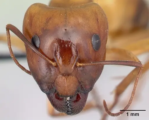 Camponotus mixtellus specimen CASENT0498445 image casent0498445_2