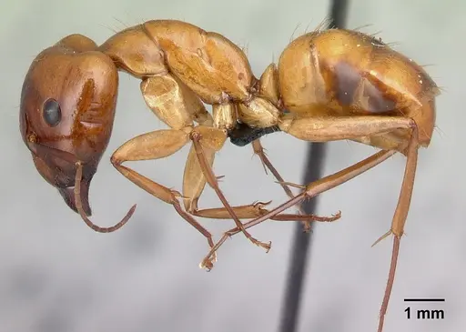 Camponotus mixtellus specimen CASENT0498445 image casent0498445_3