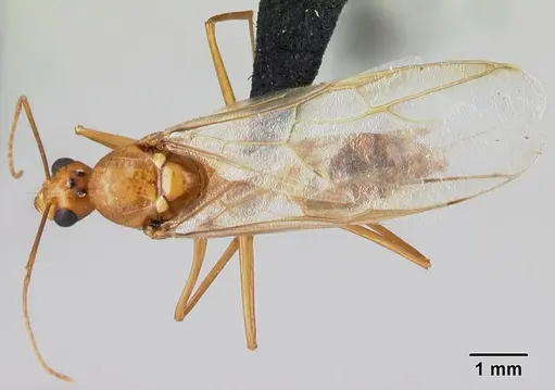 Camponotus mixtellus specimen CASENT0498447 image casent0498447_1