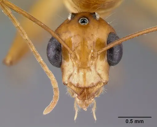 Camponotus mixtellus specimen CASENT0498447 image casent0498447_2