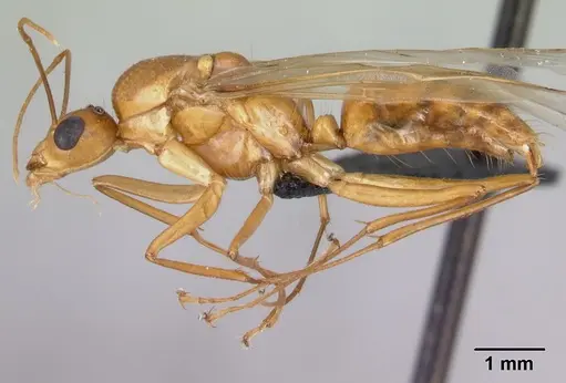 Camponotus mixtellus specimen CASENT0498447 image casent0498447_3