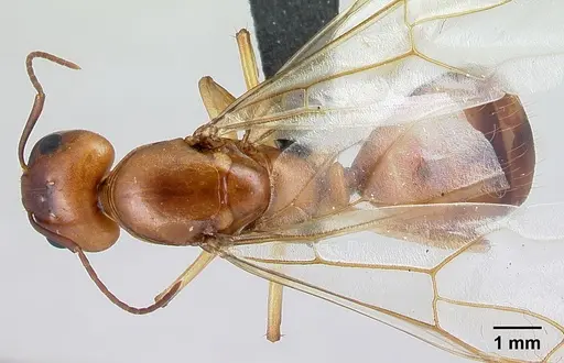 Camponotus mixtellus specimen CASENT0499148 image casent0499148_1