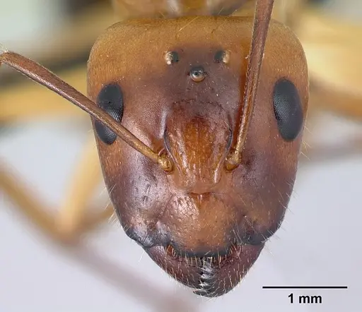 Camponotus mixtellus specimen CASENT0499148 image casent0499148_2