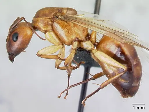 Camponotus mixtellus specimen CASENT0499148 image casent0499148_3