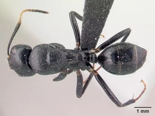 Camponotus mocquerysi specimen CASENT0072137 image casent0072137_1