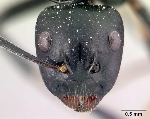 Camponotus mocquerysi specimen CASENT0072137 image casent0072137_2