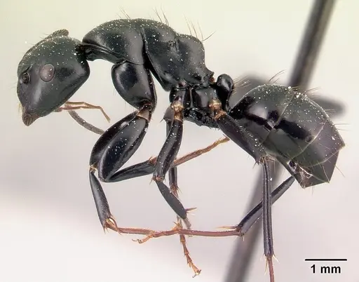 Camponotus mocquerysi specimen CASENT0072137 image casent0072137_3