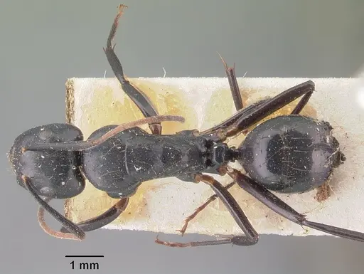 Camponotus mocquerysi specimen CASENT0101511 image casent0101511_1