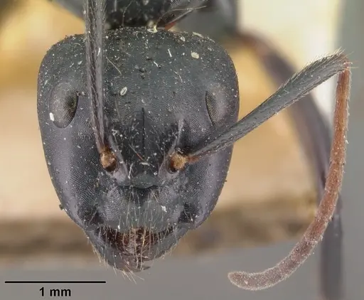 Camponotus mocquerysi specimen CASENT0101511 image casent0101511_2