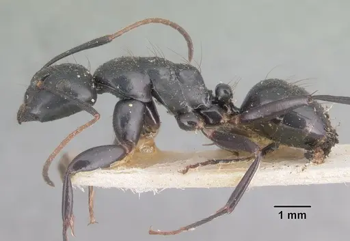 Camponotus mocquerysi specimen CASENT0101511 image casent0101511_3