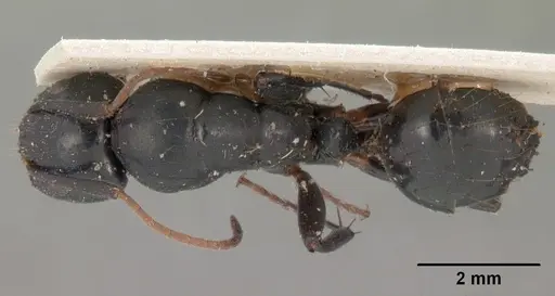 Camponotus mocquerysi specimen CASENT0102097 image casent0102097_1