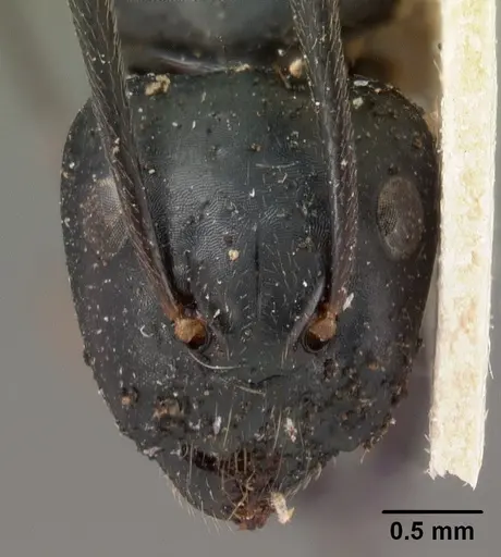 Camponotus mocquerysi specimen CASENT0102097 image casent0102097_2