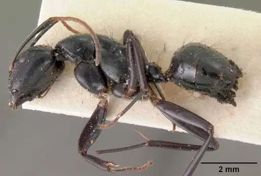 Camponotus mocquerysi specimen CASENT0102097 image casent0102097_3