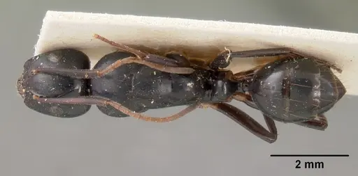 Camponotus mocquerysi specimen CASENT0102098 image casent0102098_1