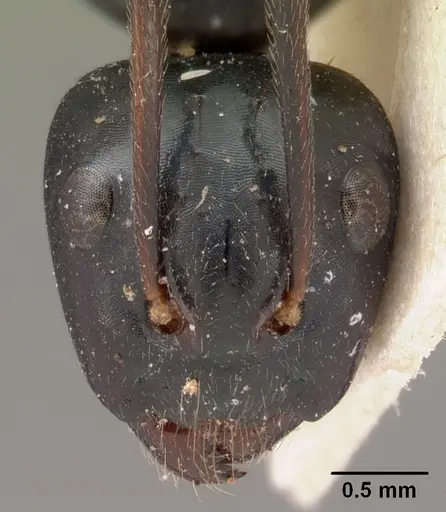Camponotus mocquerysi specimen CASENT0102098 image casent0102098_2
