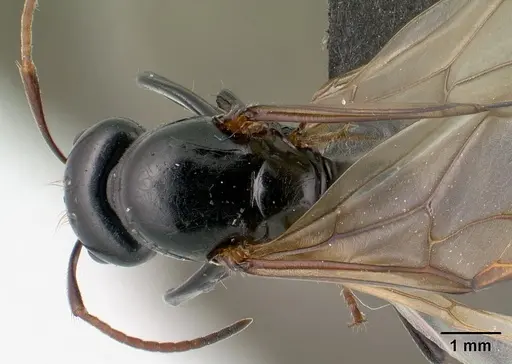 Camponotus mocquerysi specimen CASENT0138529 image casent0138529_1