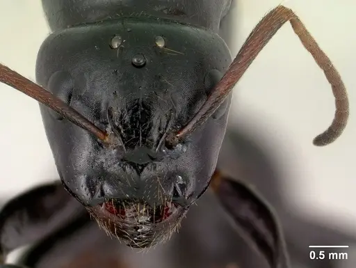 Camponotus mocquerysi specimen CASENT0138529 image casent0138529_2
