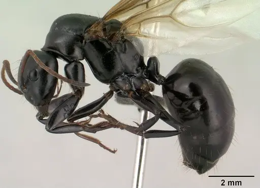 Camponotus mocquerysi specimen CASENT0138529 image casent0138529_3
