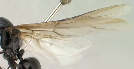 Camponotus mocquerysi specimen CASENT0138529 image casent0138529_4