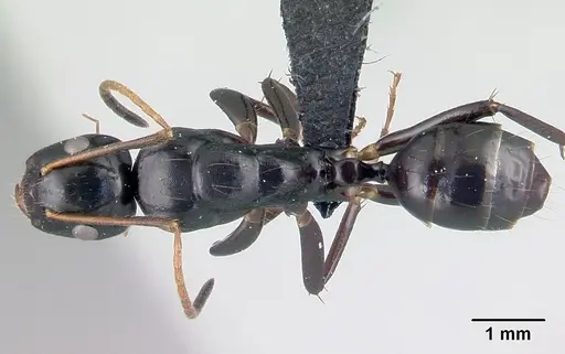 Camponotus mocquerysi specimen CASENT0497047 image casent0497047_1