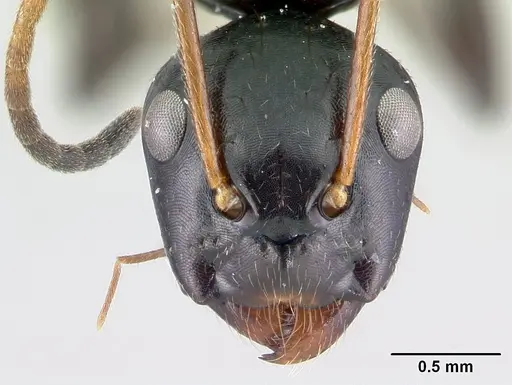 Camponotus mocquerysi specimen CASENT0497047 image casent0497047_2