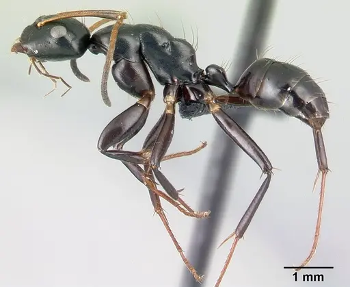 Camponotus mocquerysi specimen CASENT0497047 image casent0497047_3