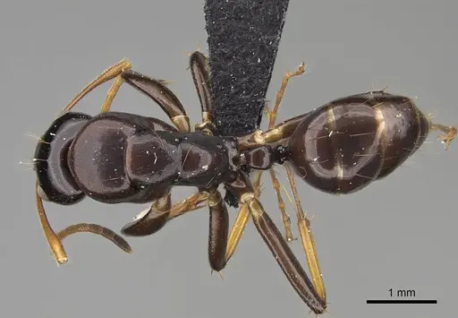 Camponotus mocquerysi specimen CASENT0829051 image casent0829051_1