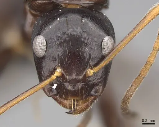 Camponotus mocquerysi specimen CASENT0829051 image casent0829051_2