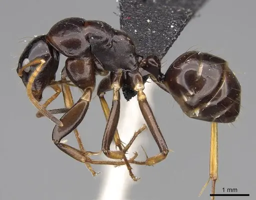 Camponotus mocquerysi specimen CASENT0829051 image casent0829051_3