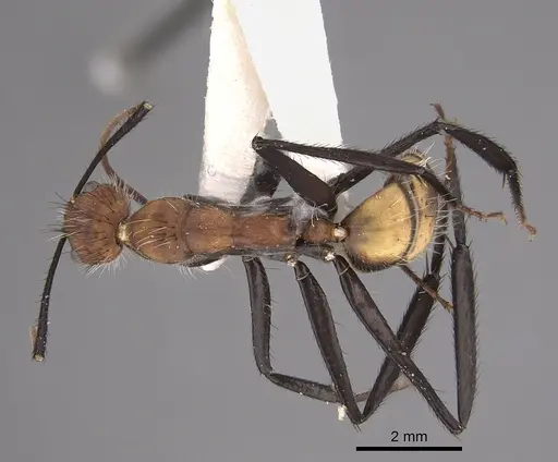 Camponotus mocsaryi specimen CASENT0217677 image casent0217677_1
