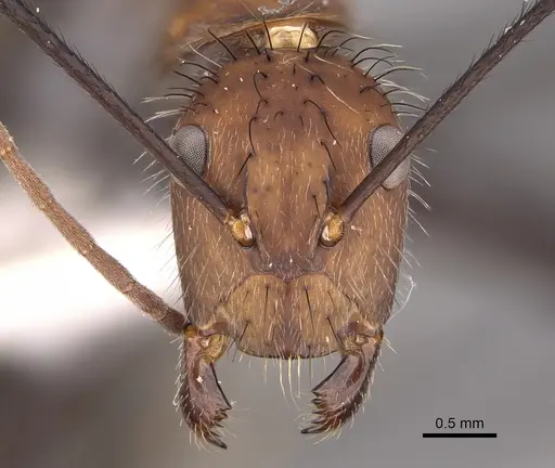Camponotus mocsaryi specimen CASENT0217677 image casent0217677_2