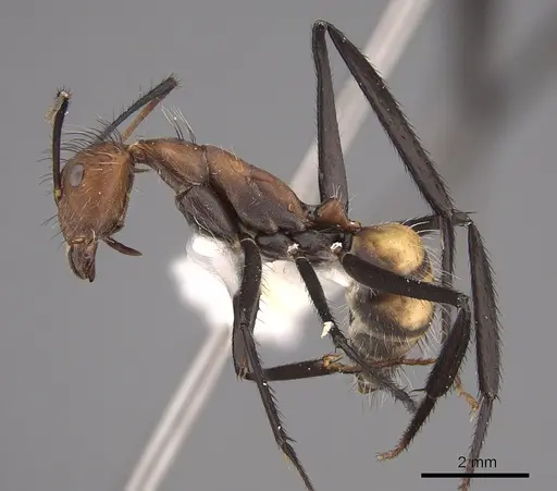 Camponotus mocsaryi specimen CASENT0217677 image casent0217677_3