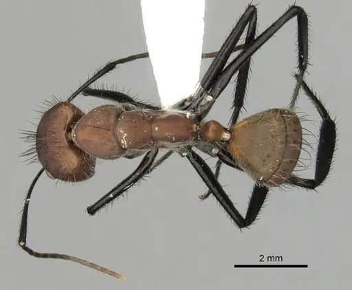 Camponotus mocsaryi specimen CASENT0280164 image casent0280164_1