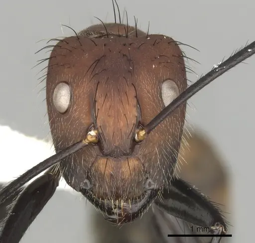 Camponotus mocsaryi specimen CASENT0280164 image casent0280164_2