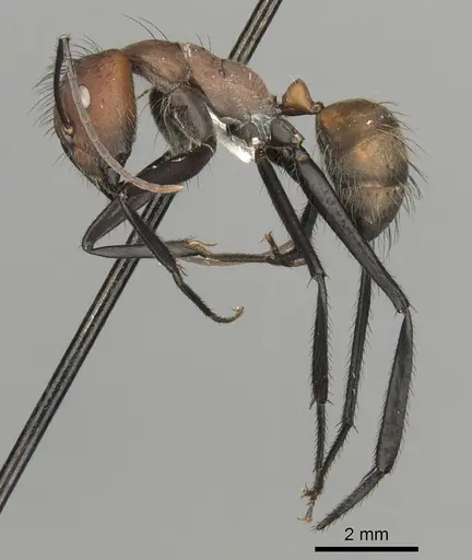 Camponotus mocsaryi specimen CASENT0280164 image casent0280164_3