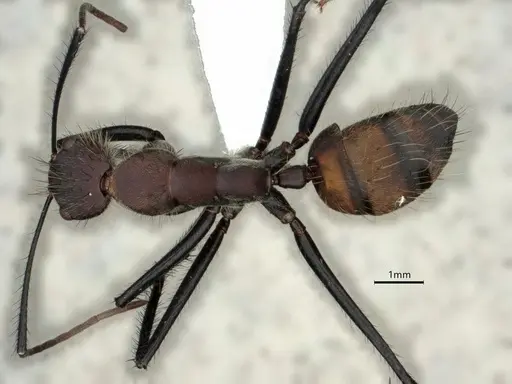 Camponotus mocsaryi specimen CASENT0862956 image casent0862956_1