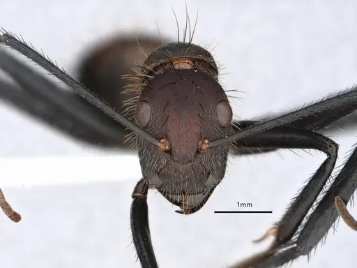Camponotus mocsaryi specimen CASENT0862956 image casent0862956_2