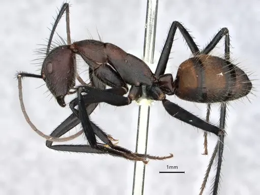 Camponotus mocsaryi specimen CASENT0862956 image casent0862956_3