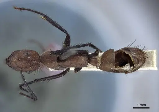 Camponotus mocsaryi specimen CASENT0916630 image casent0916630_1