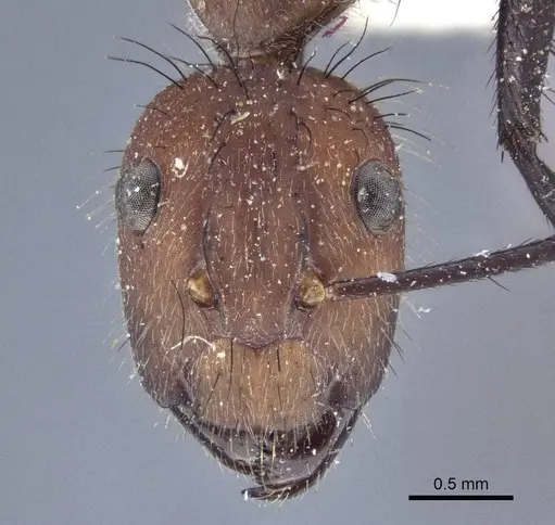 Camponotus mocsaryi specimen CASENT0916630 image casent0916630_2